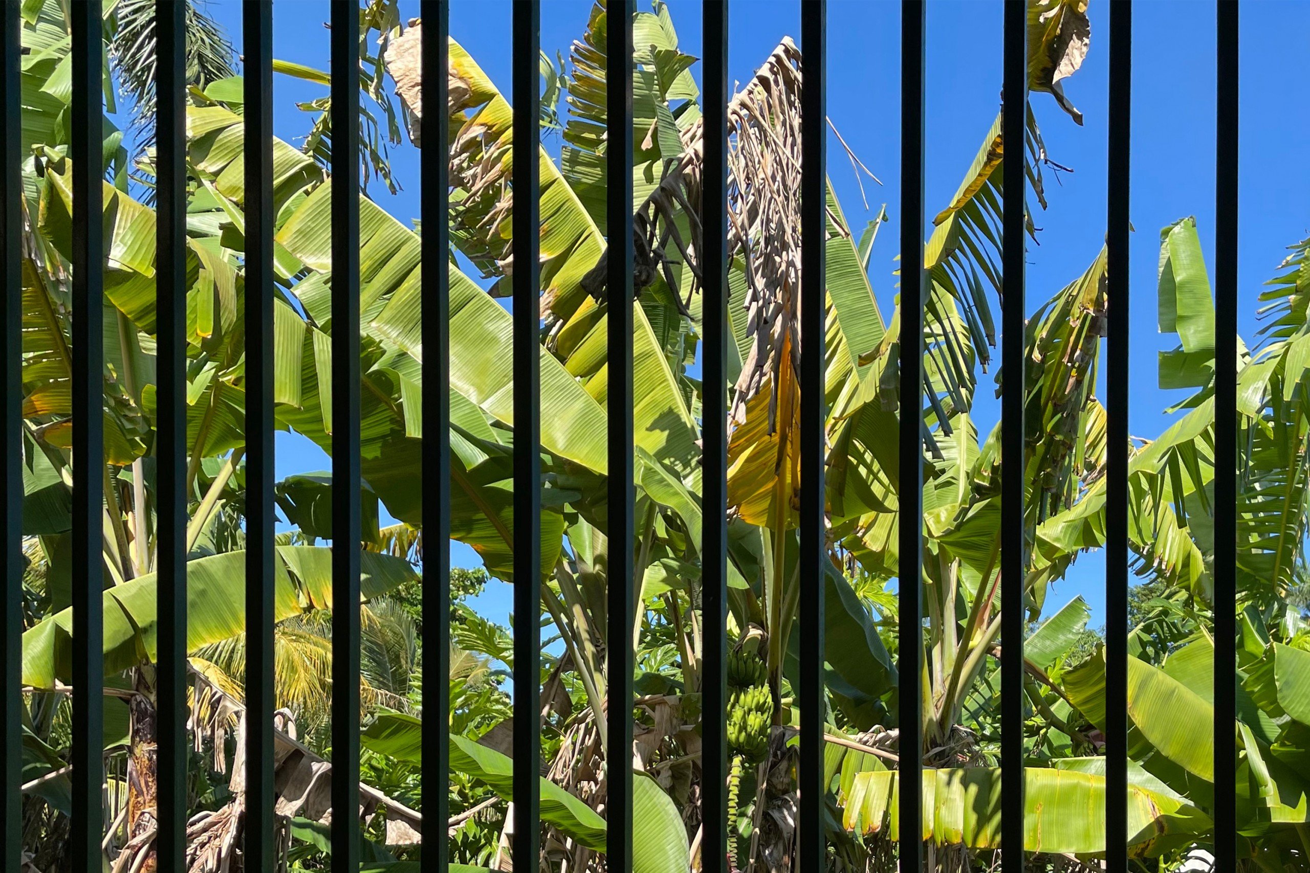 A window view overlooking green leafy plants through metal bars at Paraíso Dorado in Dorado, Puerto Rico