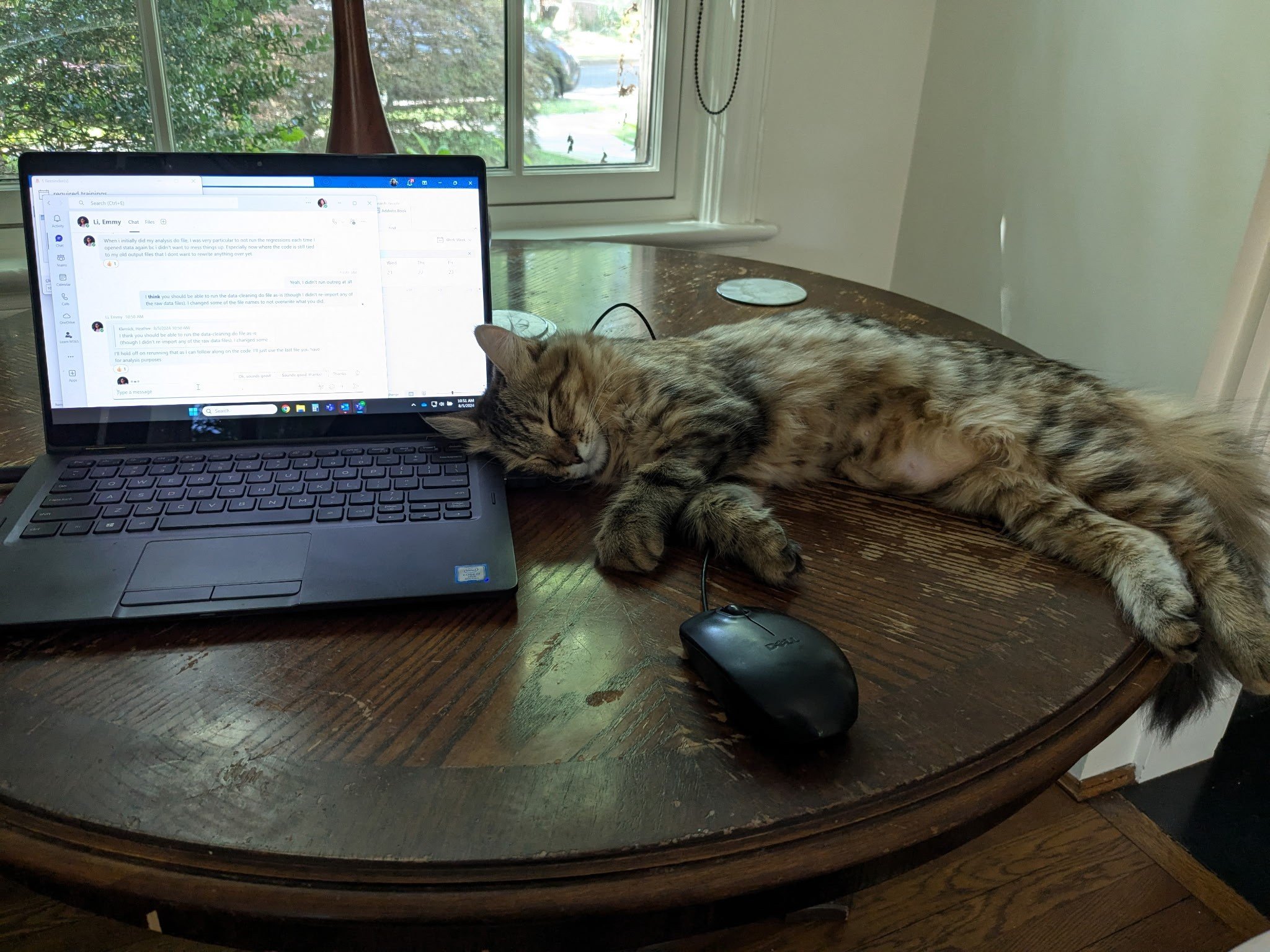 Sam Klemick childhood table with cat sleeping on it