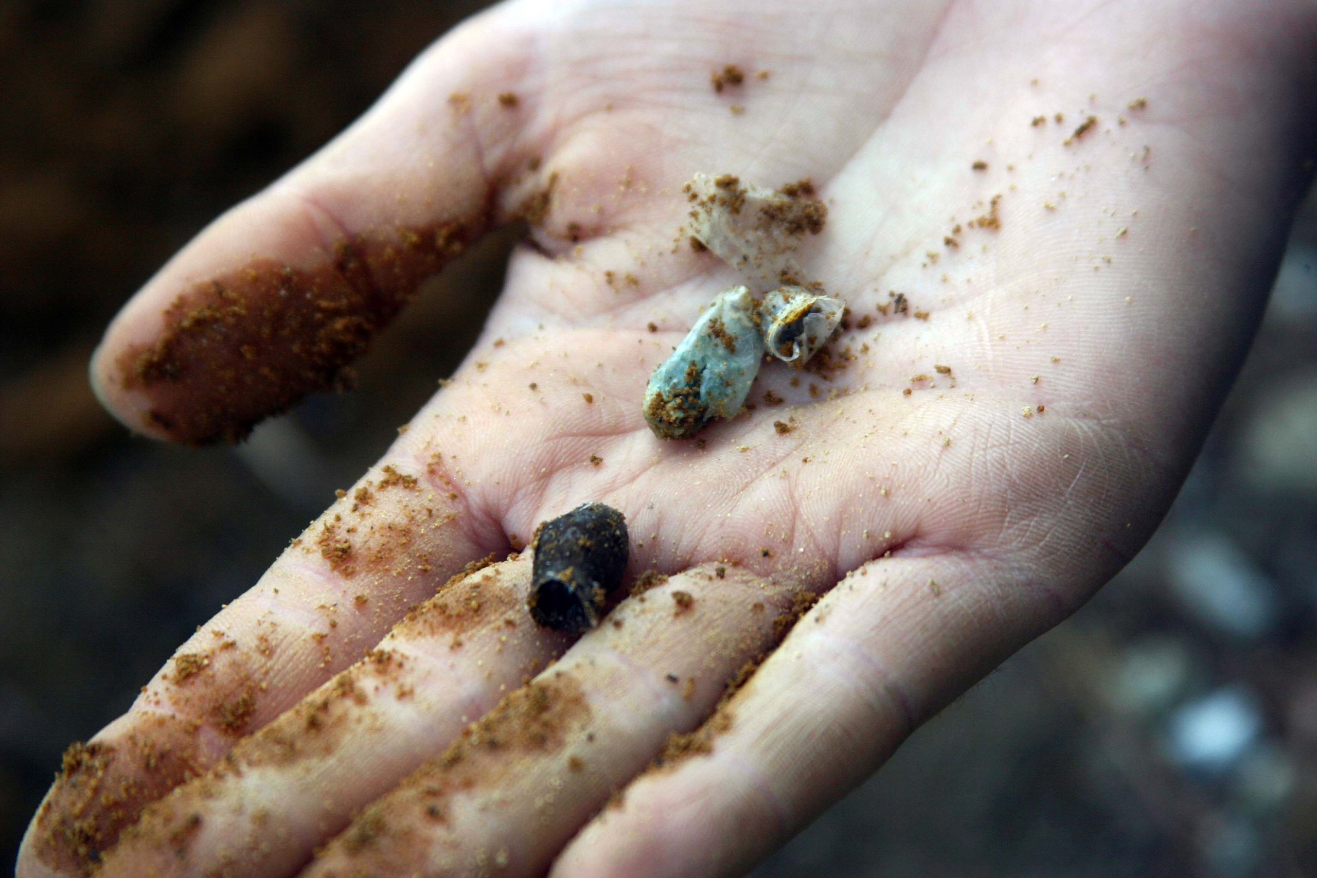 An open hand holding the biodegradable polyester nest cells of the bee species Colletes inaequalis.