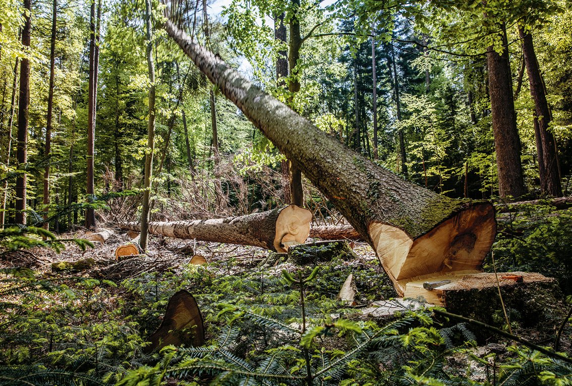Trees being cut down in a forest