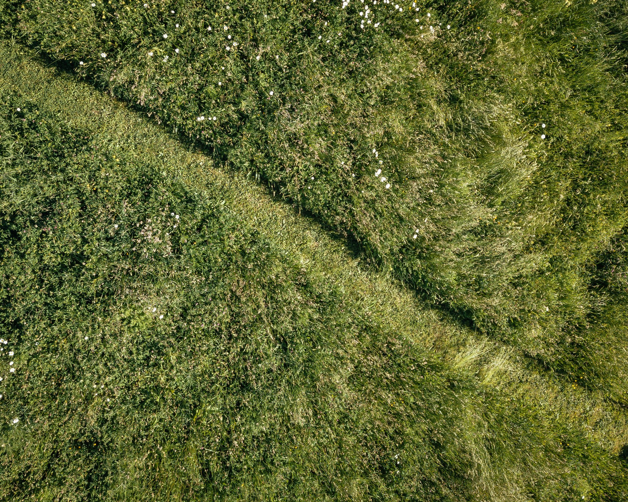 Desire line cutting diagonally across green grass with daisies in it